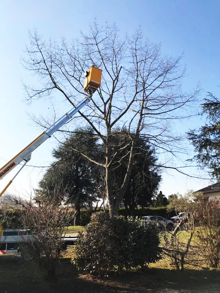 Quelles sont les meilleures techniques pour les abattages d'arbres?, Montech
